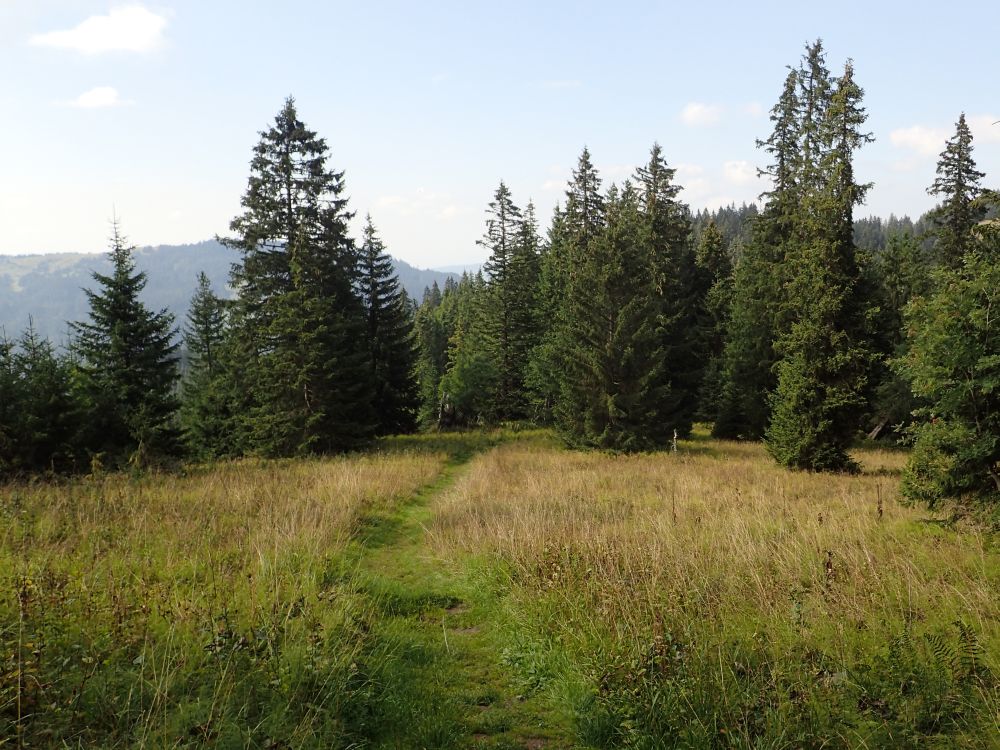 Wiesenpfad bei Buziflue