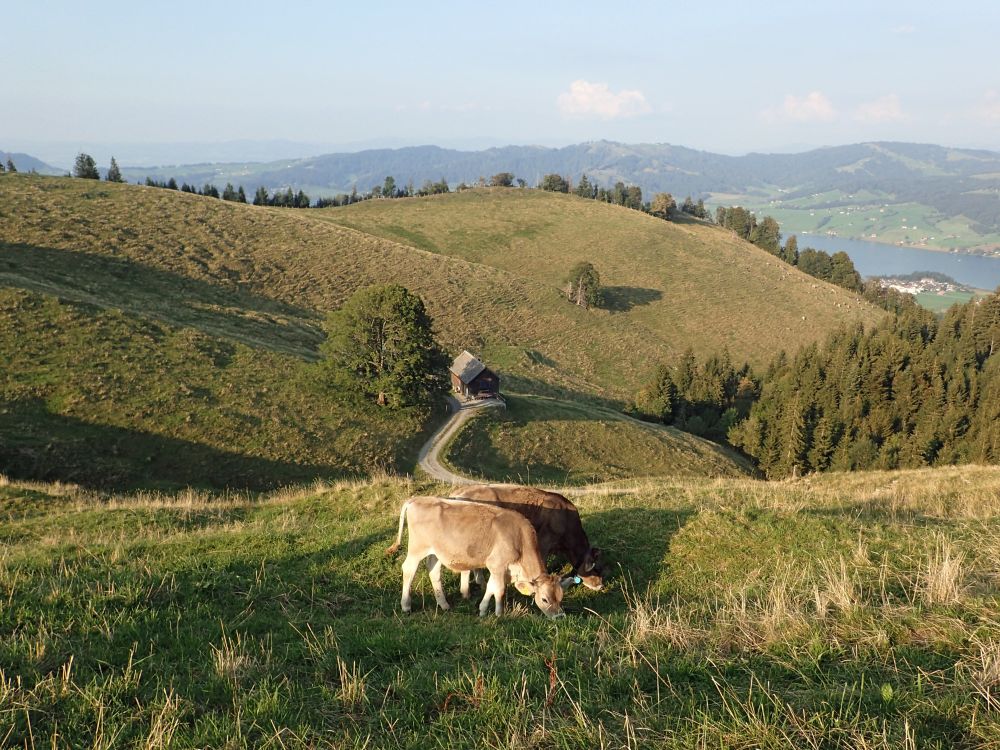 Kühe und Tritthütte