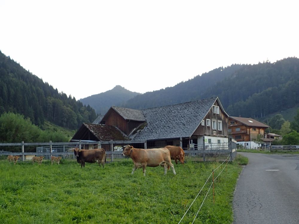 Kühe bei Chälberweidli