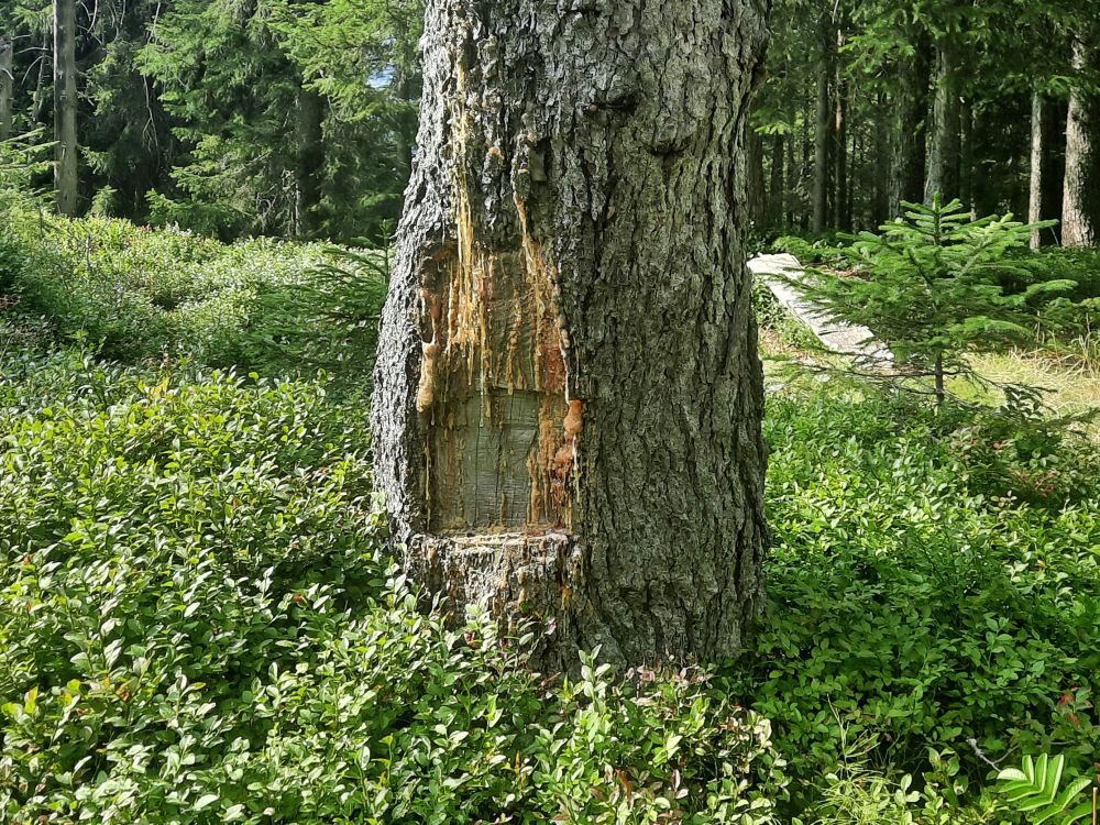 Zapfstelle für Baumharz