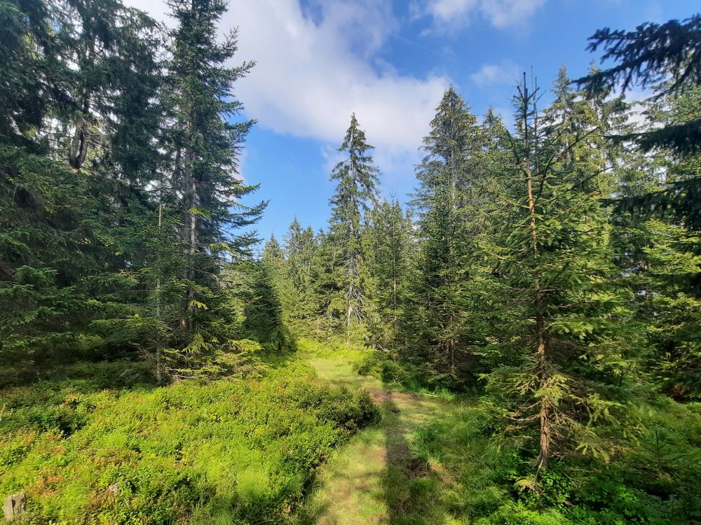 Moorweg im Jäntenengaden