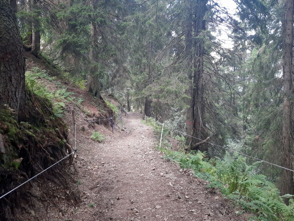 Waldweg unterm Chopf