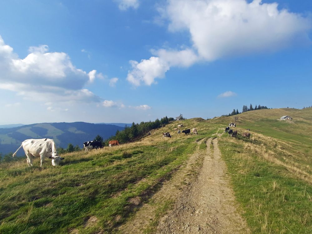 Kühe am Amselngschwänd