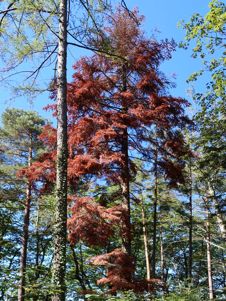 roter Baum