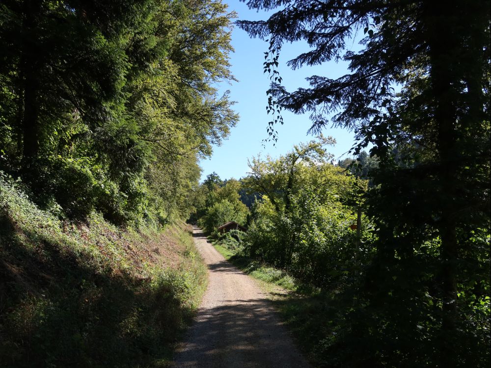 Waldweg