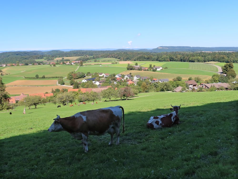 Kühe über Linneberg