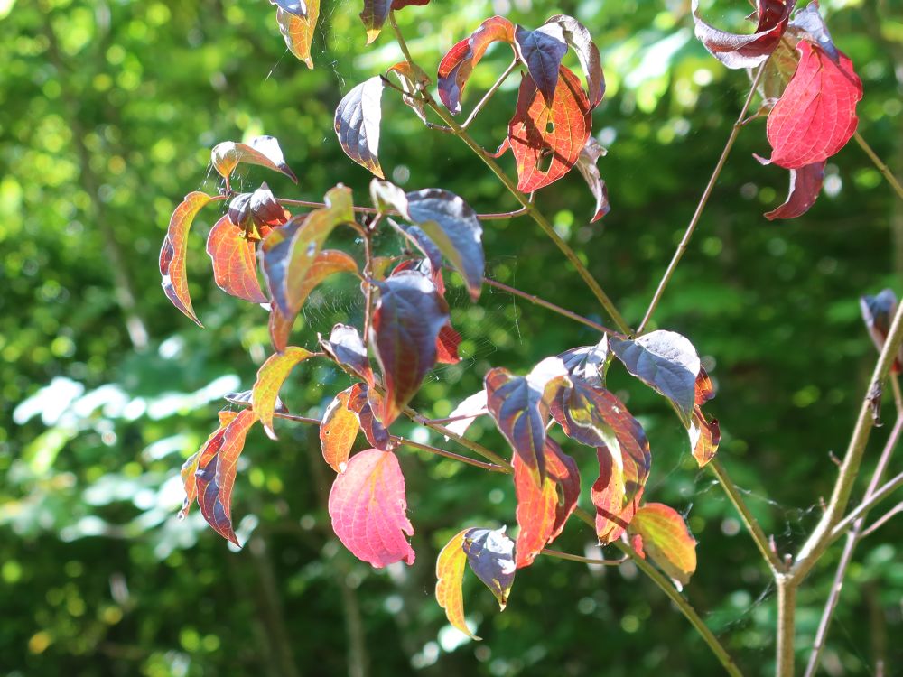 Herbstfarben