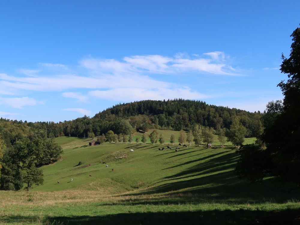 Birkenallee am Buechmatt