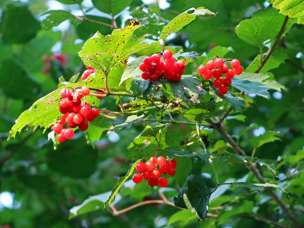 rote Beeren