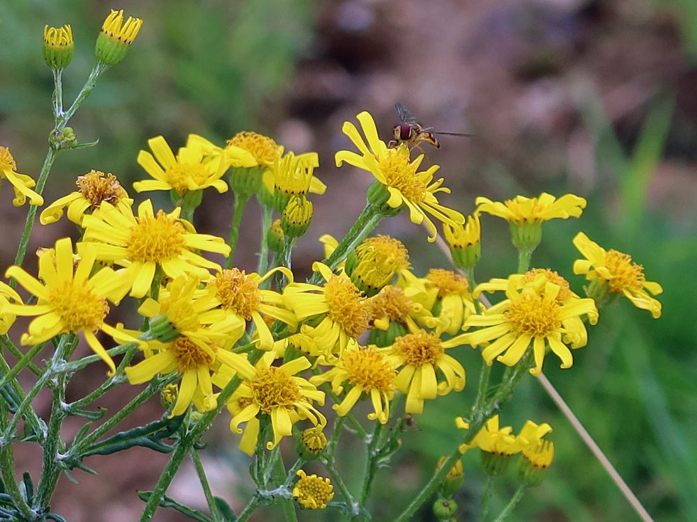 Jakobskreuzkraut mit Schwebfliege