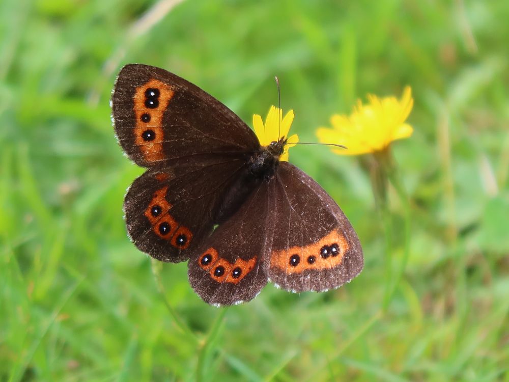 Schmetterling Mohrenfalter