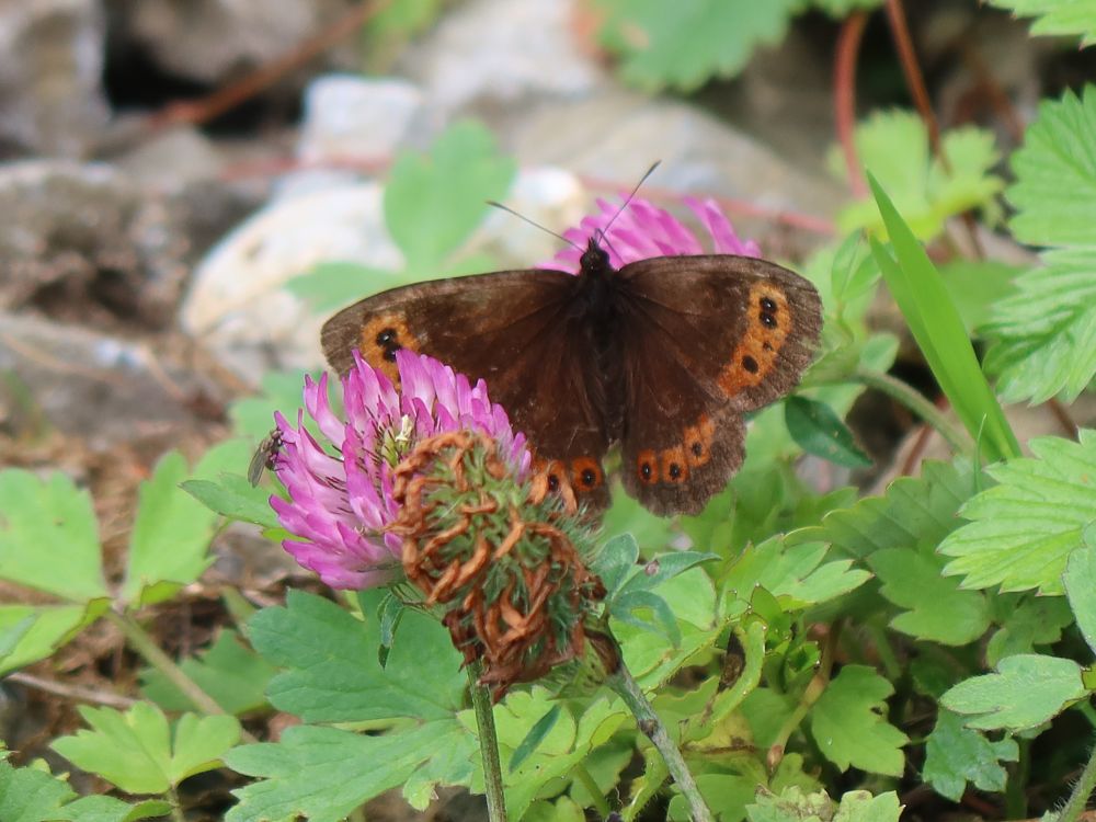 Schmetterling Mohrenfalter zwischen Kleeblüten