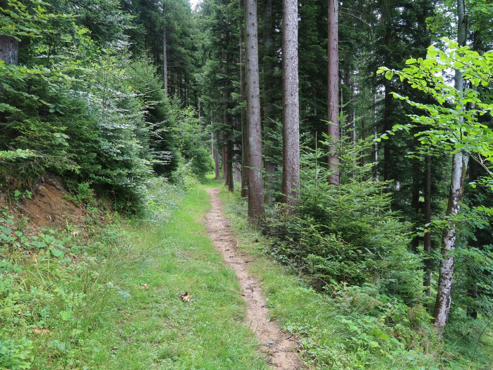 Waldweg