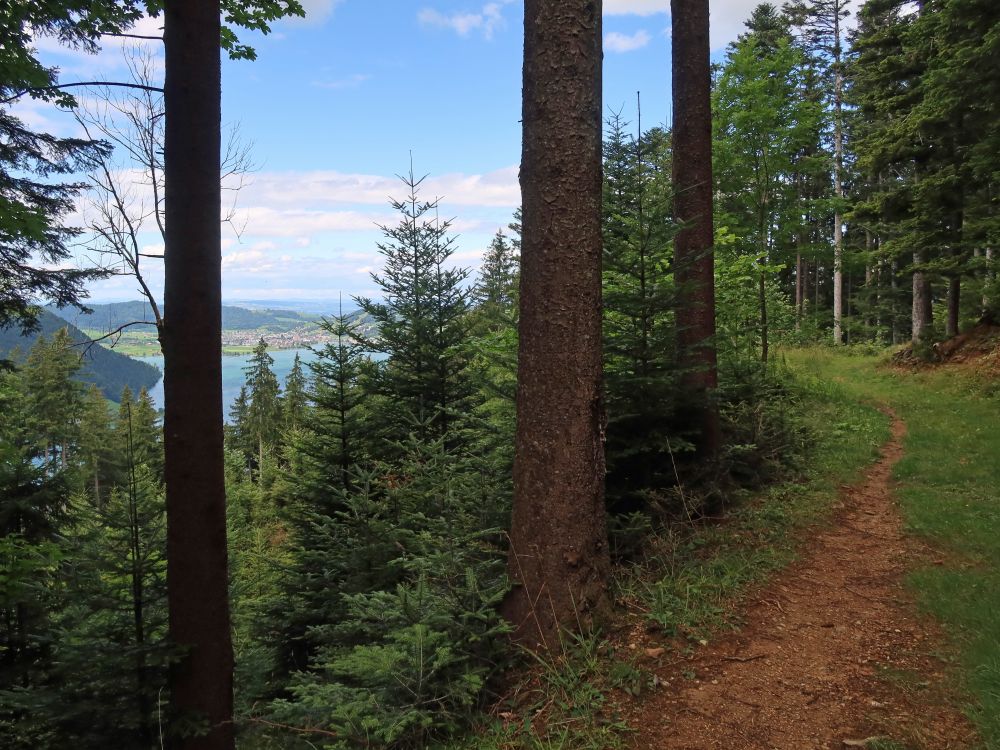 Ägerisee zwischen den Bäumen