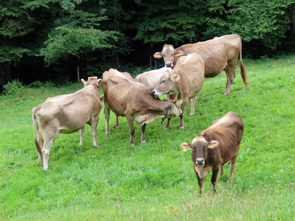 Kuhherde bei Hasenmatt