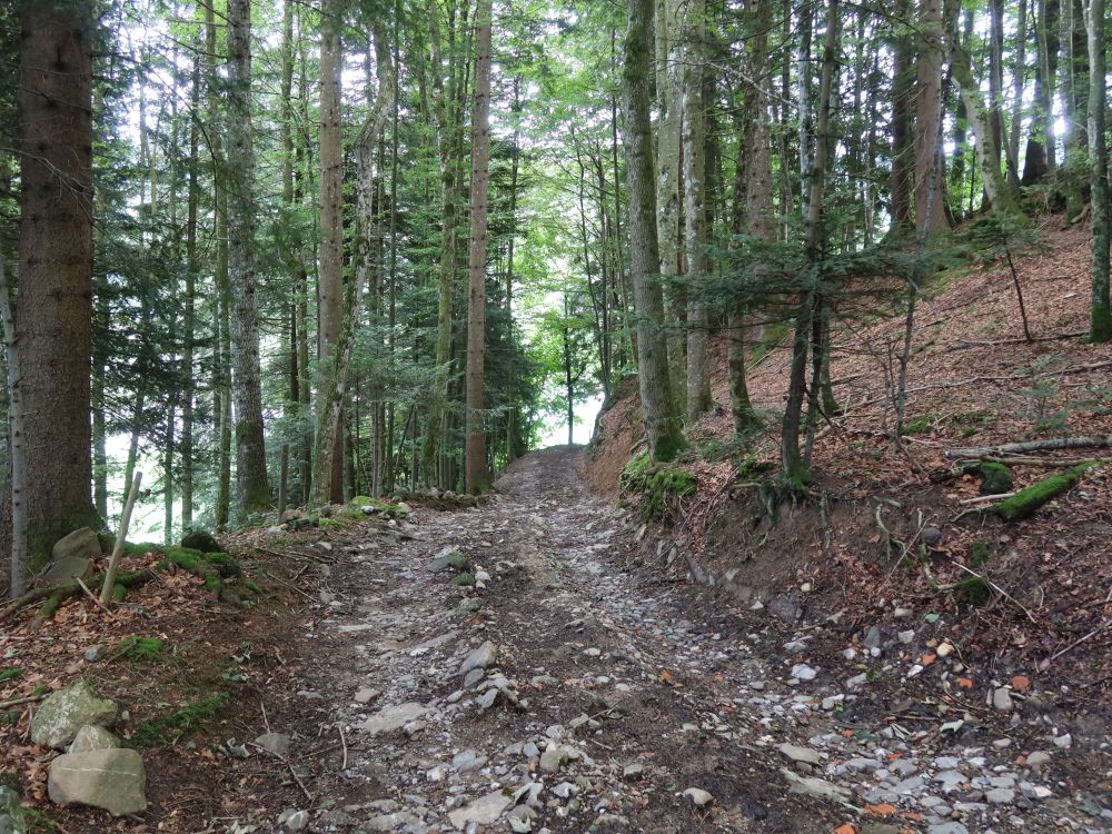 Waldweg