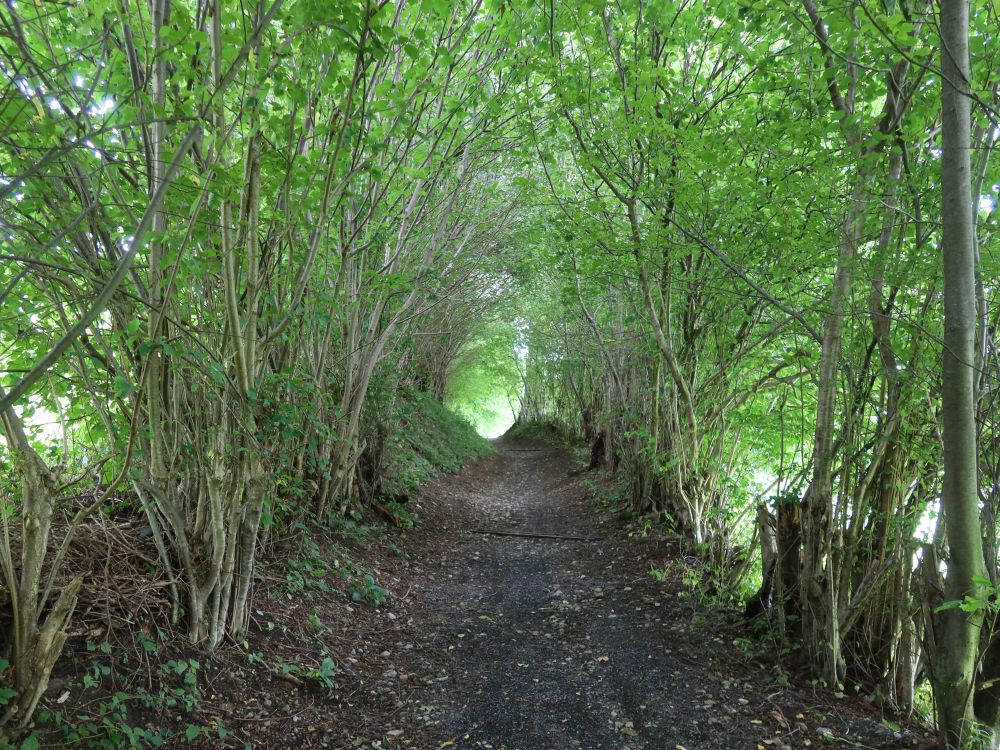 Mäderenweg zwischen Sträuchern