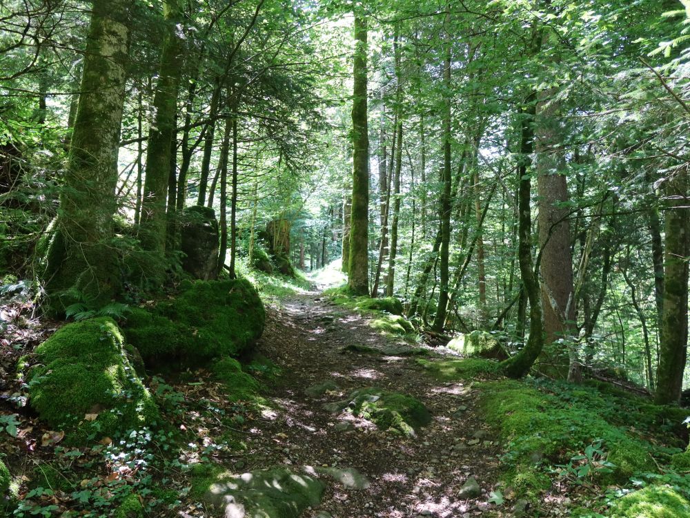 Waldweg