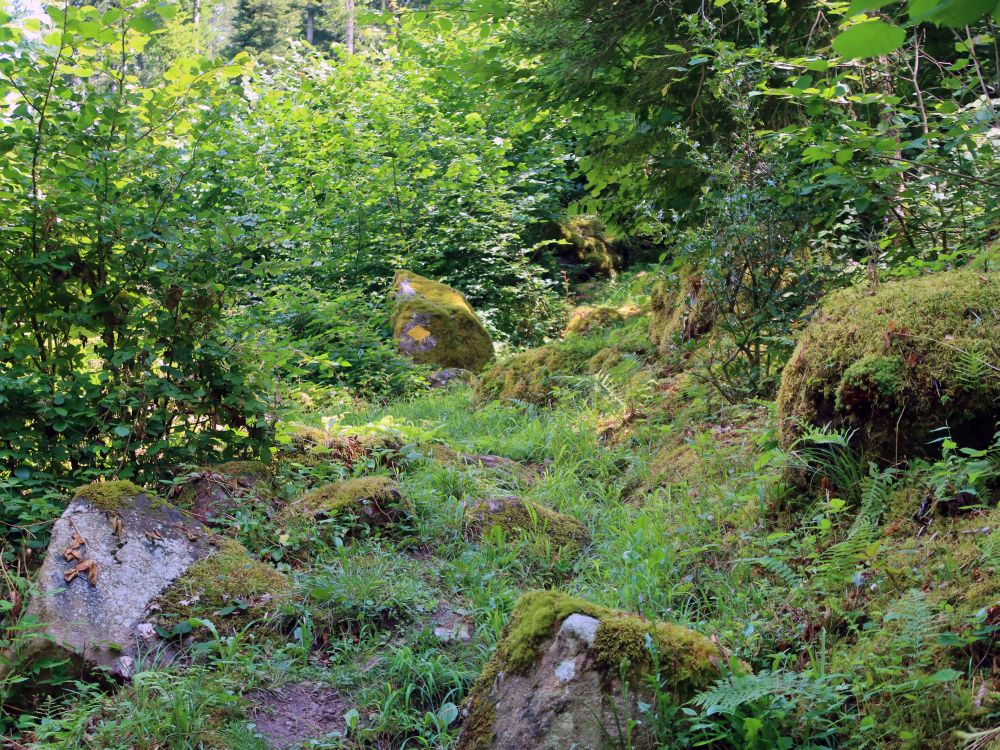 kaum sichtbarer Waldpfad