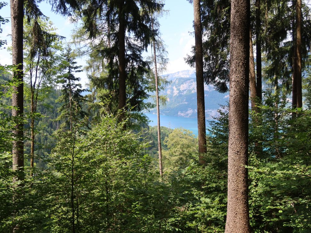 Walensee zwischen den Bäumen