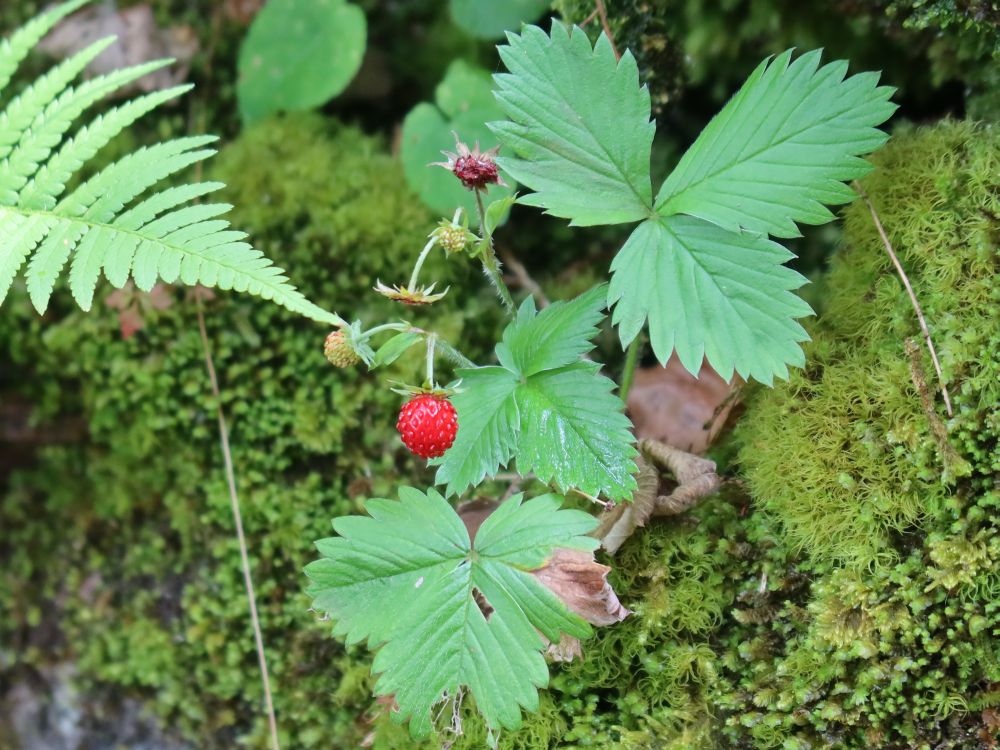 Erdbeeren