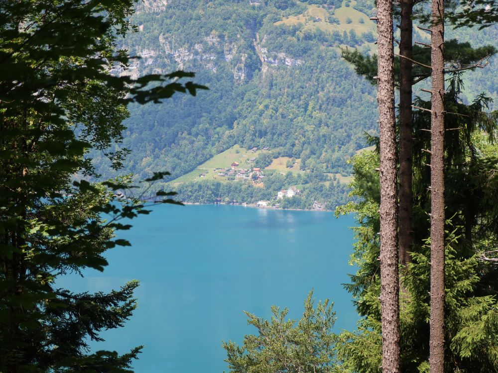 Walensee zwischen den Bäumen