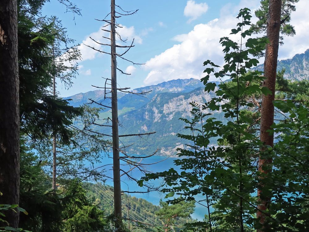 Walensee zwischen den Bäumen