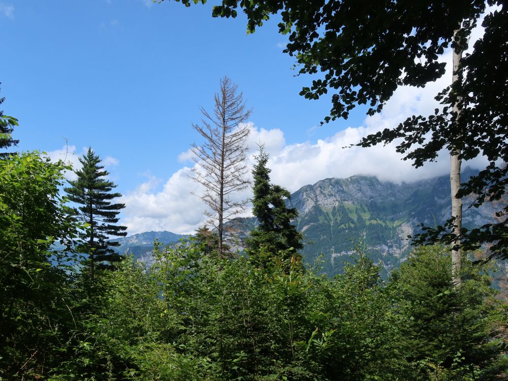 Blick über die Baumspitzen