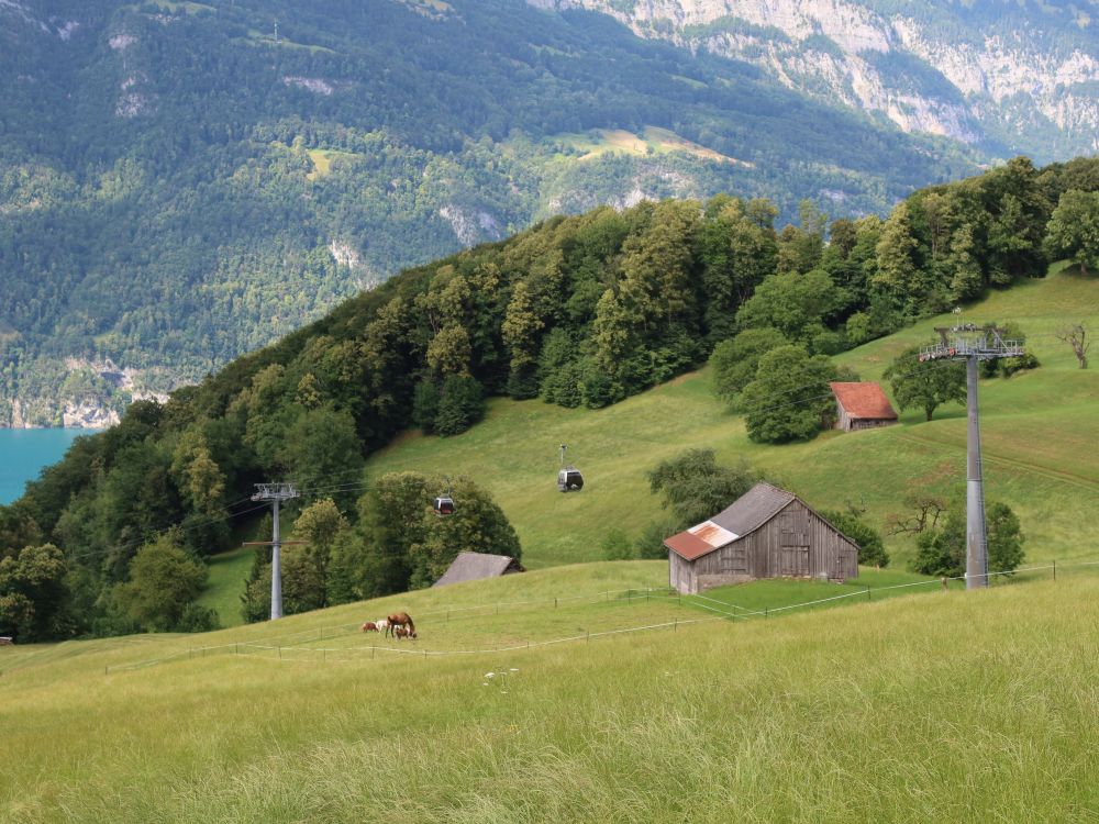 Seilbahngondeln und Pferde