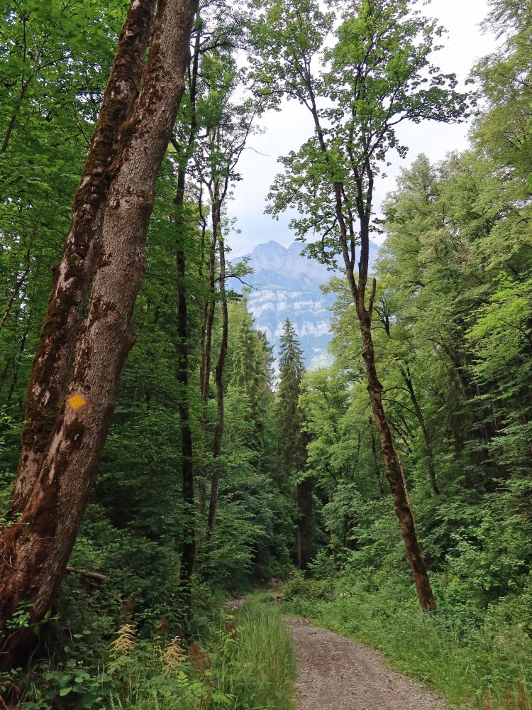 Weg im Lalzentobel