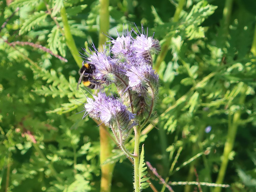 Hummel auf Rainfarn-Phazelie