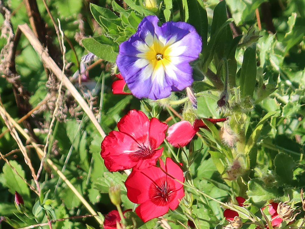 Dreifarbige Winde und Roter Lein