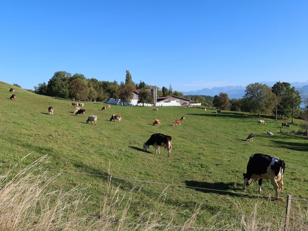 Kuhweide und Bauernhof Rüti