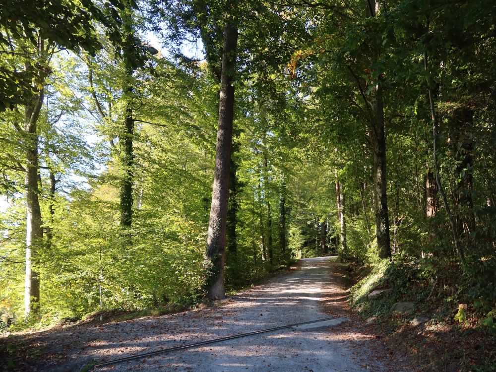 Waldweg