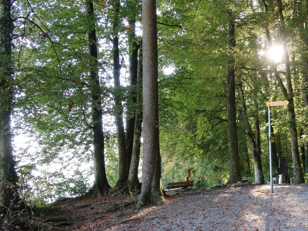 Sitzbank bei Buechholz mit Gegenlicht