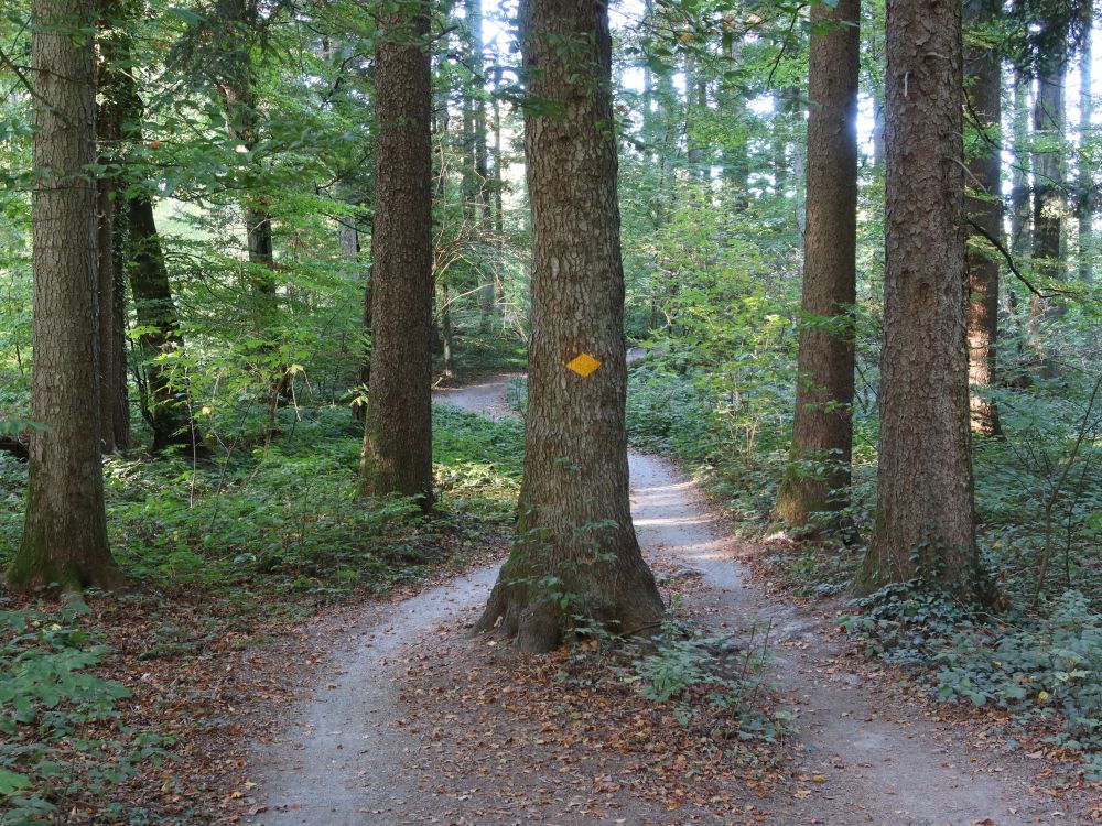 Waldpfad im Buechholz