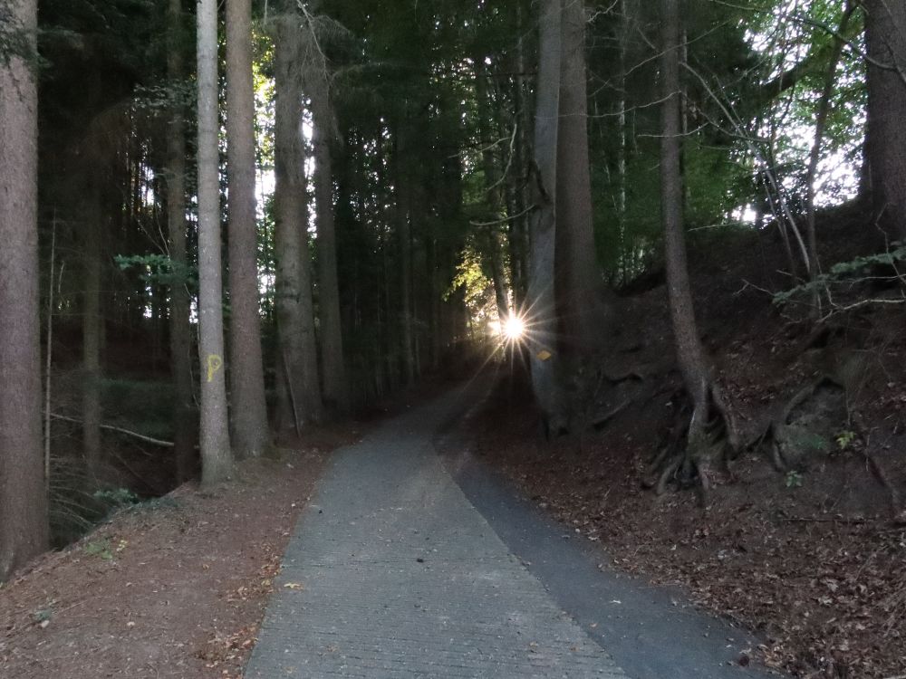 Fussweg zum Pfannenstiel mit Gegenlicht