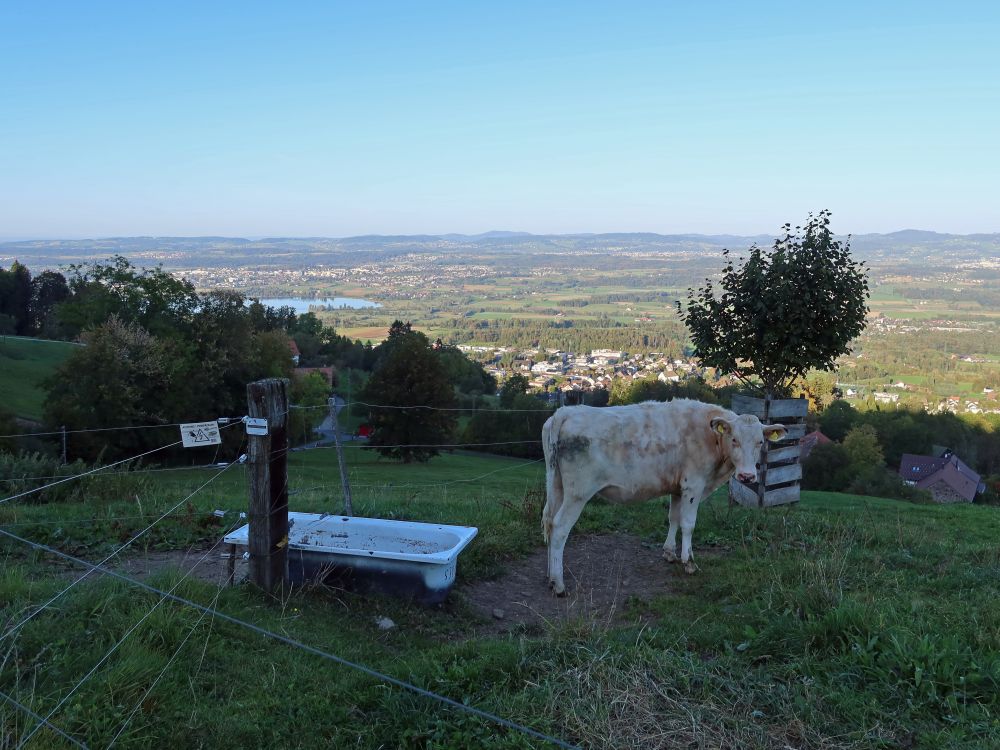 Kuh bei der Tränke und Blick zum Greifensee