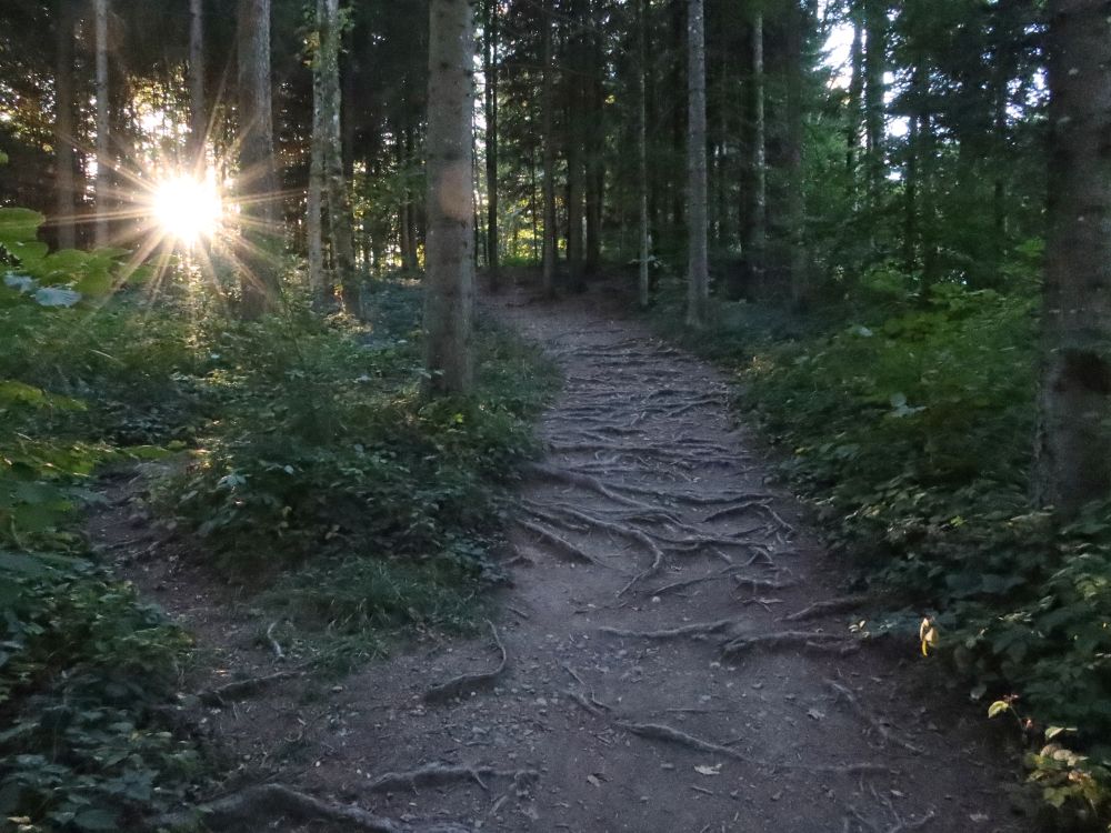 Wurzelweg mit Gegenlicht