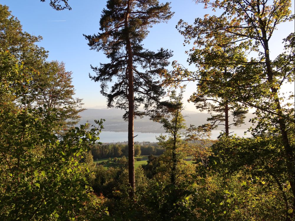 Zürichsee zwischen den Bäumen