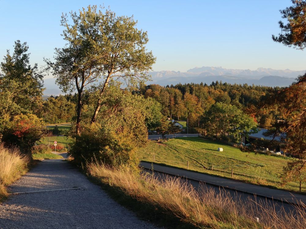 Summerweid in der Abendsonne