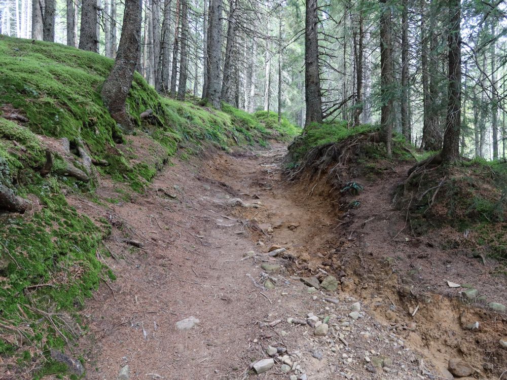 Waldweg