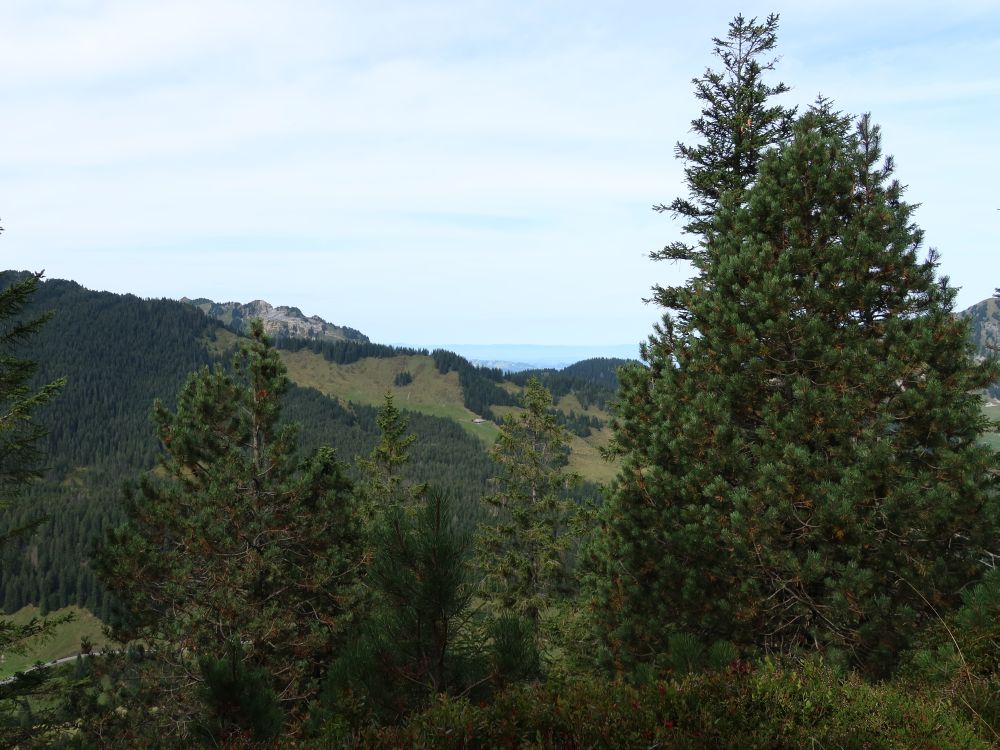 Torflue überm Rosswängewald