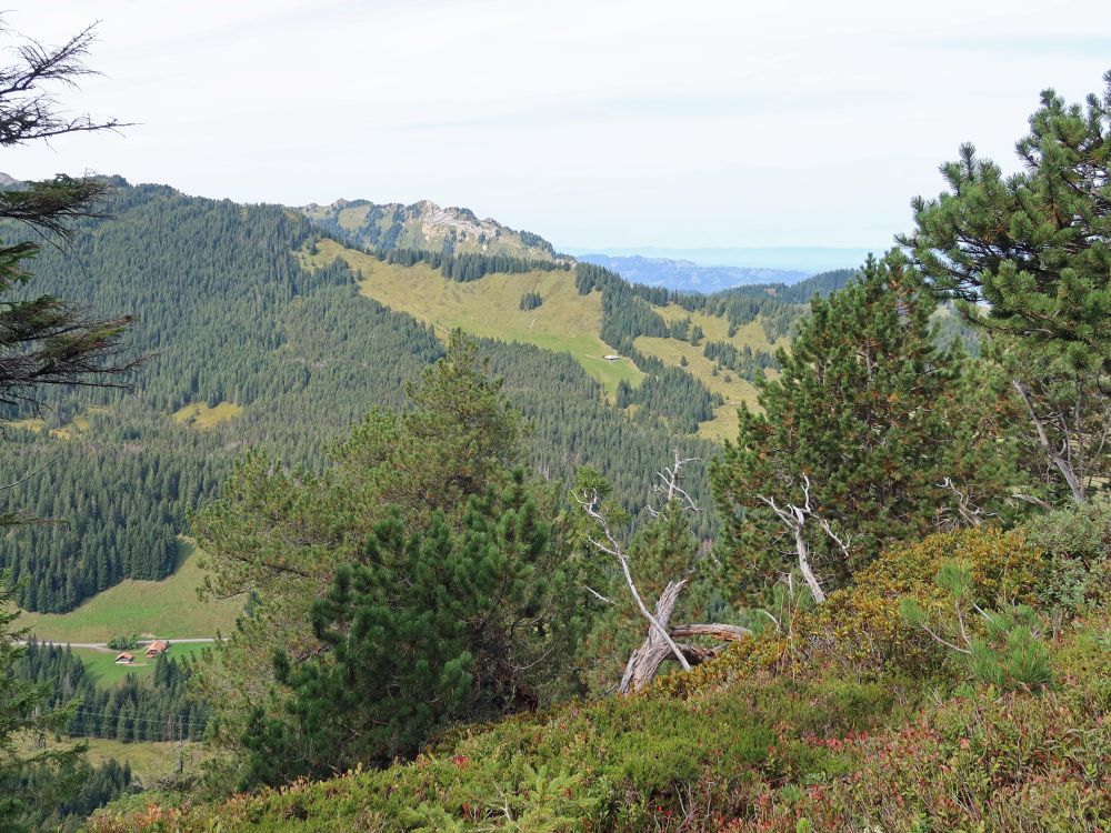 Torflue überm Rosswängewald