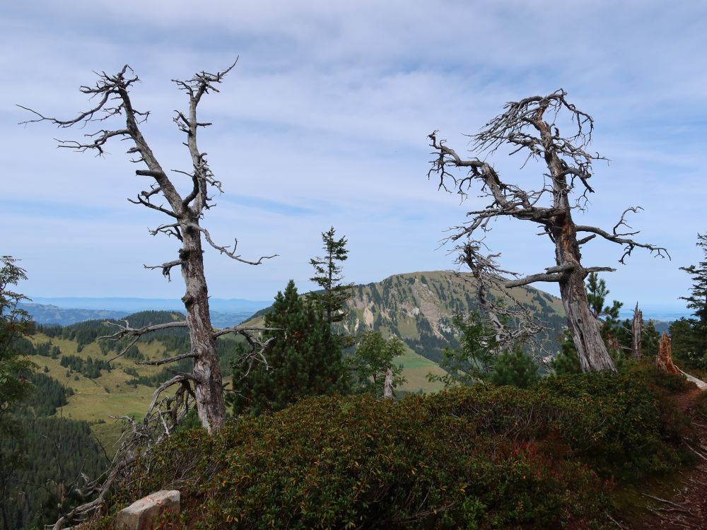 Schimbrig hinter toten Bäume