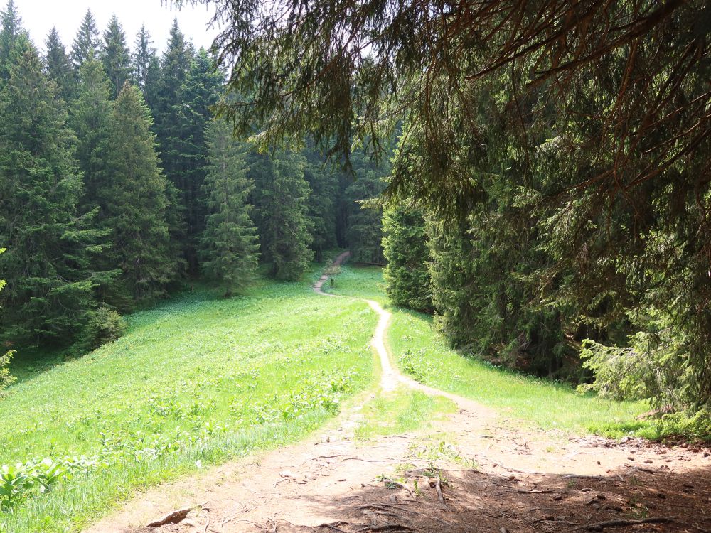 Lichtung im Bruggerwald