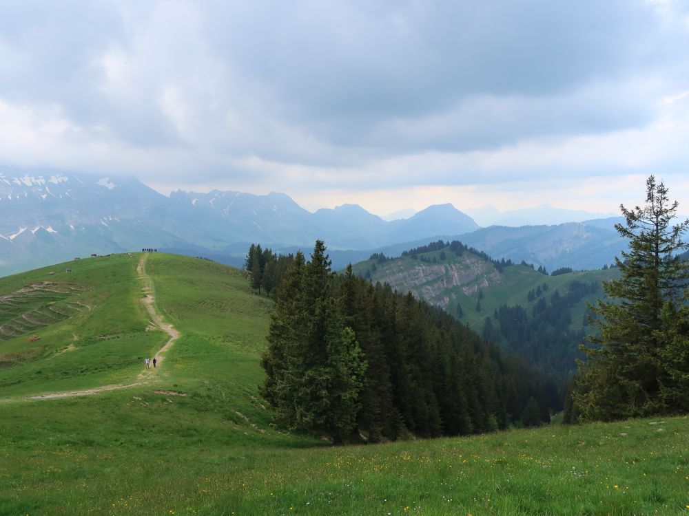 Wiesenpfad zum Kronberg