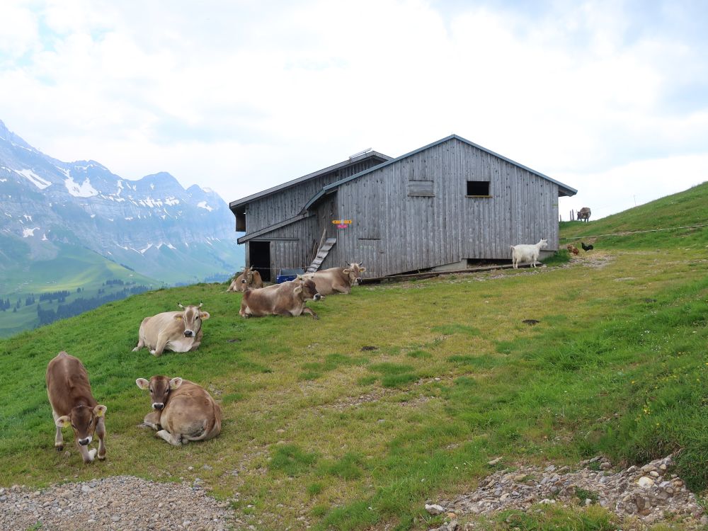 Kronberghütte mit Kühen