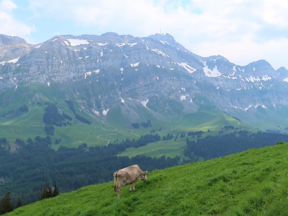 Kuh mit Säntis