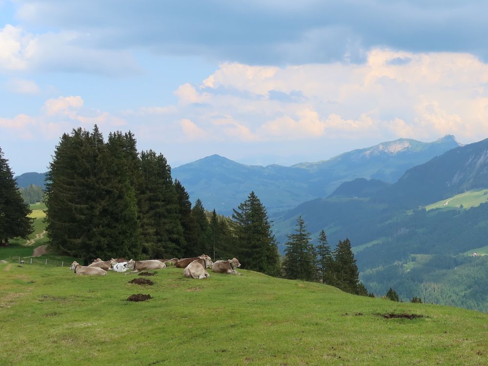 Kuhherde mit Fähnerenspitz und Hoher Kasten